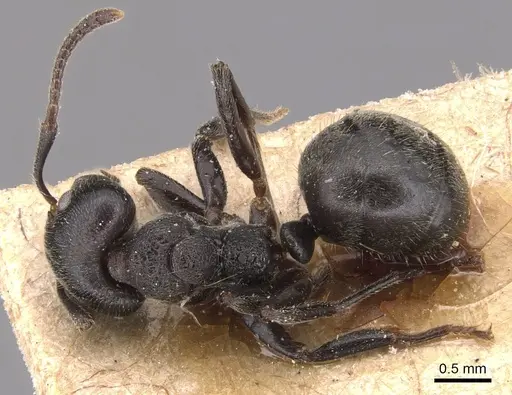 Dolichoderus carbonarius specimen