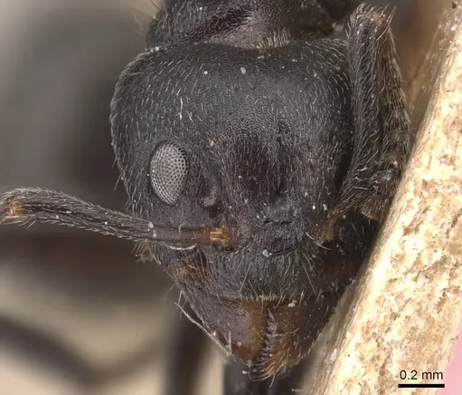 Dolichoderus carbonarius specimen