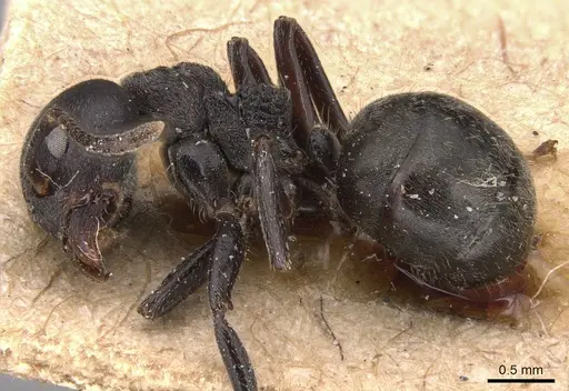 Dolichoderus carbonarius specimen