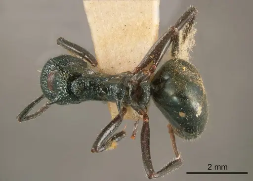 Dolichoderus clarki specimen