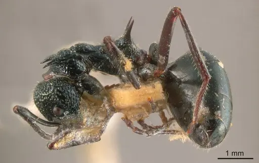 Dolichoderus clarki specimen