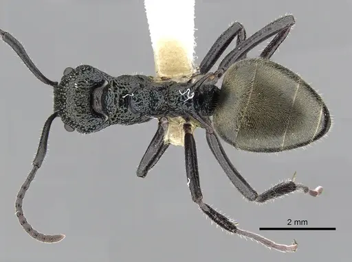 Dolichoderus clarki - CASENT0249558