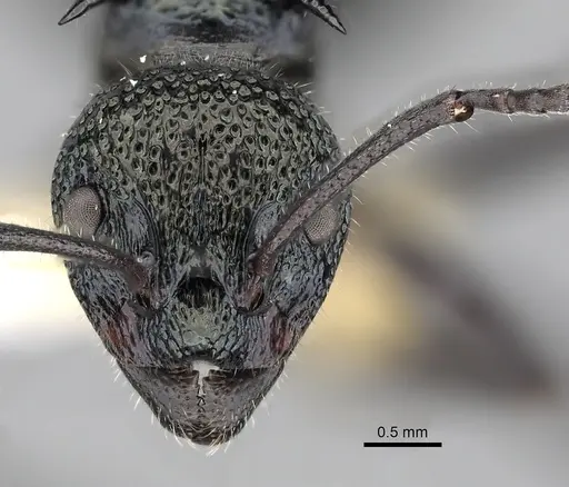 Dolichoderus clarki - CASENT0249558