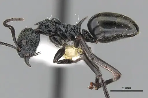 Dolichoderus clarki - CASENT0249558