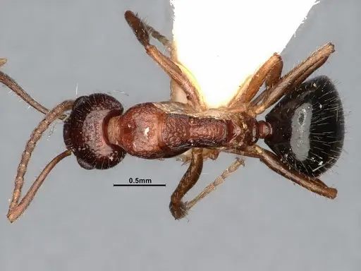 Dolichoderus clusor specimen