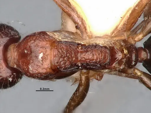 Dolichoderus clusor specimen
