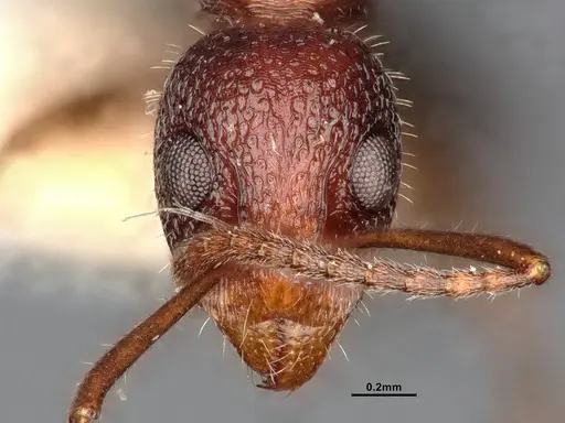 Dolichoderus clusor specimen