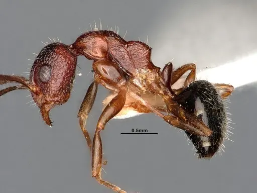 Dolichoderus clusor - CASENT0886101