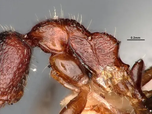 Dolichoderus clusor - CASENT0886101