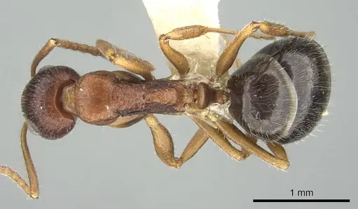 Dolichoderus clusor - CASENT0906227