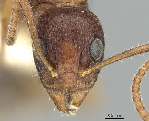 Dolichoderus clusor - CASENT0906227