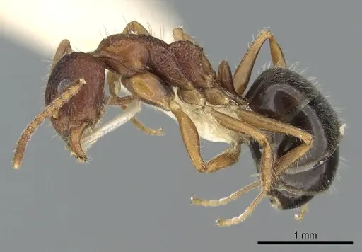 Dolichoderus clusor - CASENT0906227