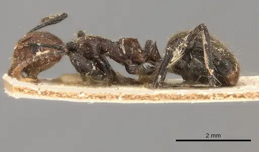Dolichoderus cogitans specimen