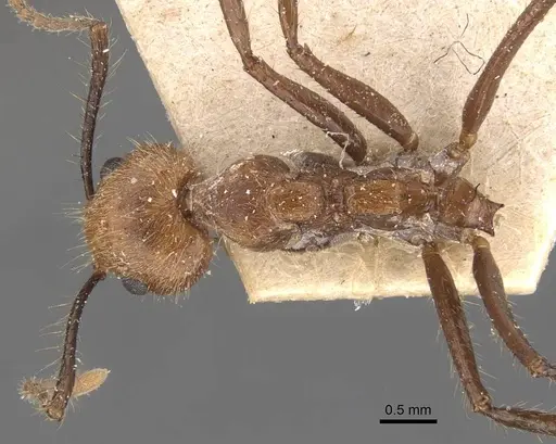 Dolichoderus cogitans - CASENT0907608