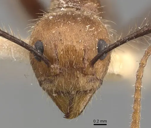 Dolichoderus cogitans - CASENT0907608