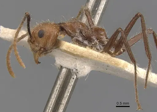 Dolichoderus cogitans - CASENT0907608