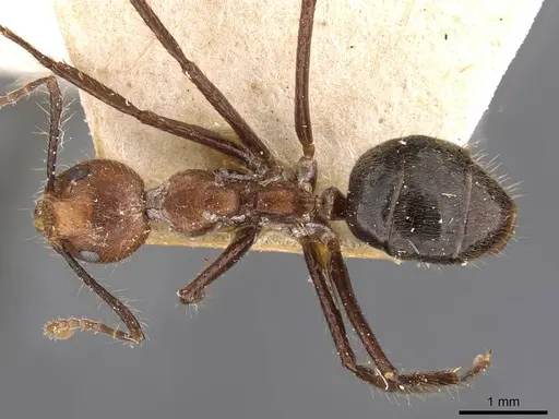 Dolichoderus cogitans - CASENT0909458