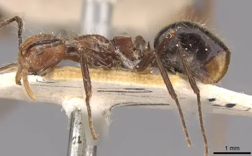 Dolichoderus cogitans - CASENT0909458