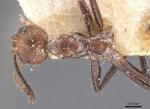 Dolichoderus cogitans - CASENT0911505