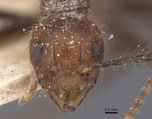 Dolichoderus cogitans - CASENT0911505