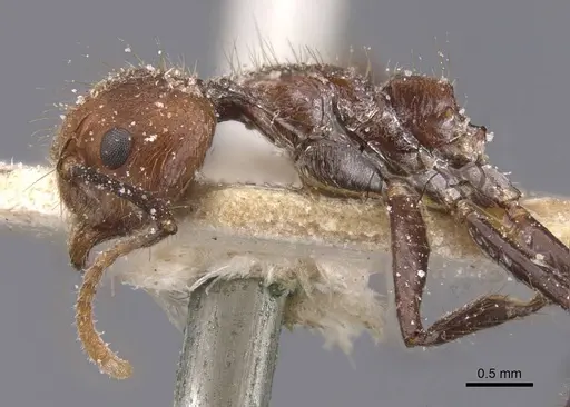 Dolichoderus cogitans - CASENT0911505