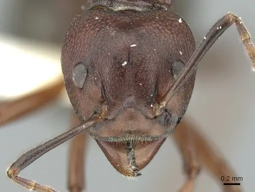Dolichoderus coniger specimen