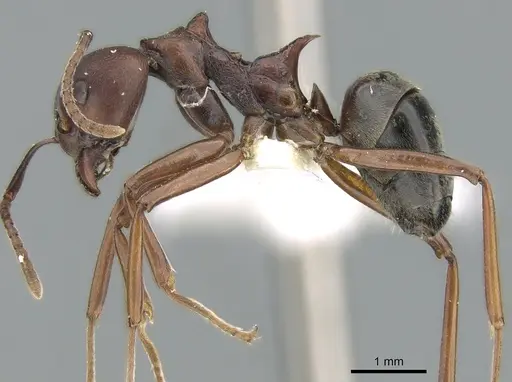 Dolichoderus coniger specimen