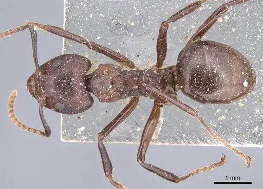 Dolichoderus coniger - CASENT0915557