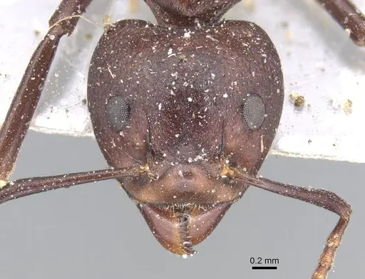 Dolichoderus coniger - CASENT0915557