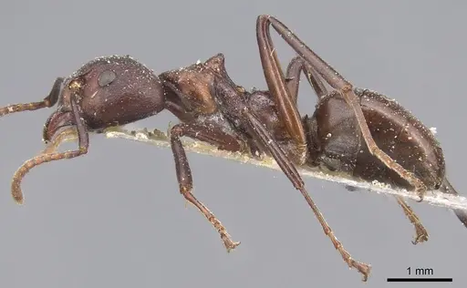 Dolichoderus coniger - CASENT0915557