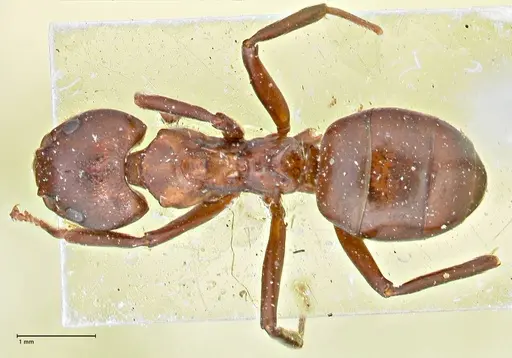Dolichoderus coniger - FOCOL2783