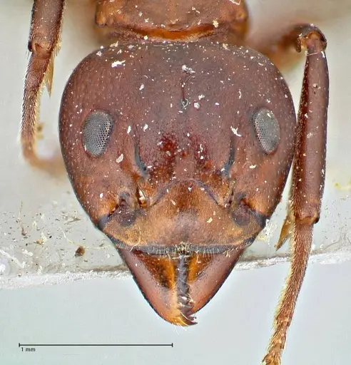 Dolichoderus coniger - FOCOL2783