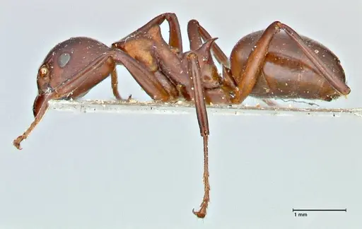 Dolichoderus coniger - FOCOL2783