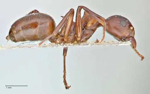 Dolichoderus coniger - FOCOL2783