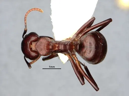 Dolichoderus coniger - SMFHYM0008893