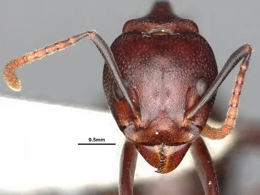 Dolichoderus coniger - SMFHYM0008893