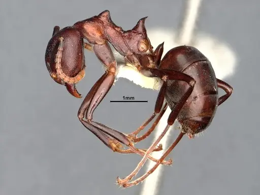 Dolichoderus coniger - SMFHYM0008893
