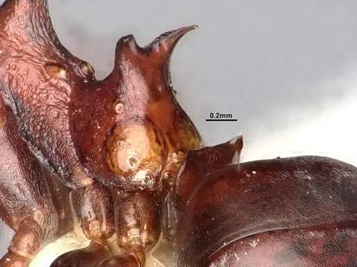 Dolichoderus coniger - SMFHYM0008893