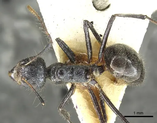 Dolichoderus crawleyi specimen