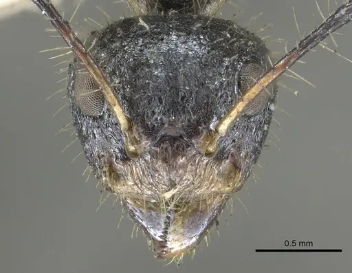 Dolichoderus crawleyi specimen