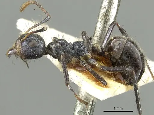 Dolichoderus crawleyi specimen