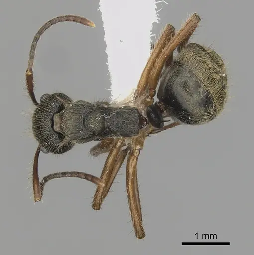 Dolichoderus curvilobus specimen
