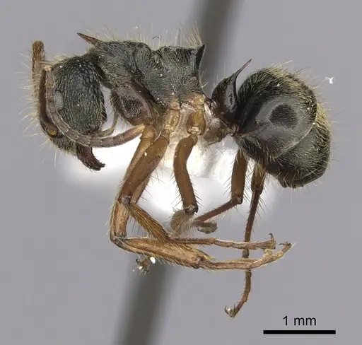 Dolichoderus curvilobus specimen