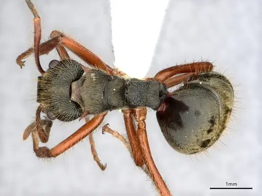 Dolichoderus curvilobus - CASENT0843333