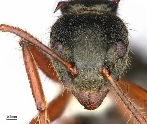 Dolichoderus curvilobus - CASENT0843333