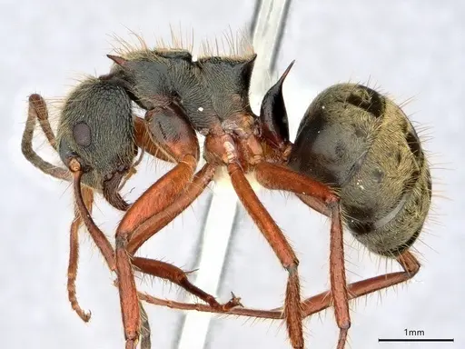 Dolichoderus curvilobus - CASENT0843333