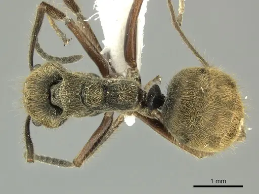 Dolichoderus curvilobus - JTLC000003263