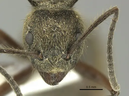 Dolichoderus curvilobus - JTLC000003263