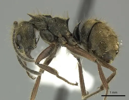 Dolichoderus curvilobus - JTLC000003263