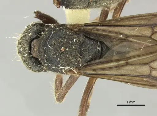 Dolichoderus curvilobus - JTLC000003267